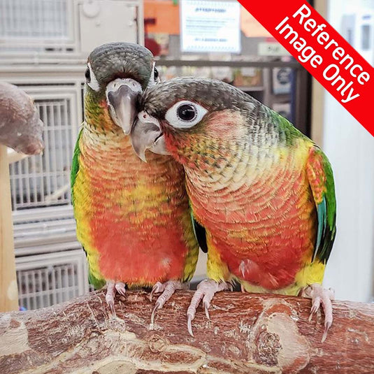 Hand Fed Green Cheeked Conure / Mutation - Pyrrhura molinae