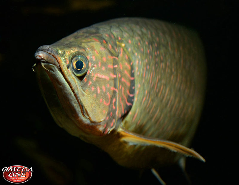 Load image into Gallery viewer, Omega One First Flakes for Tropical Fish