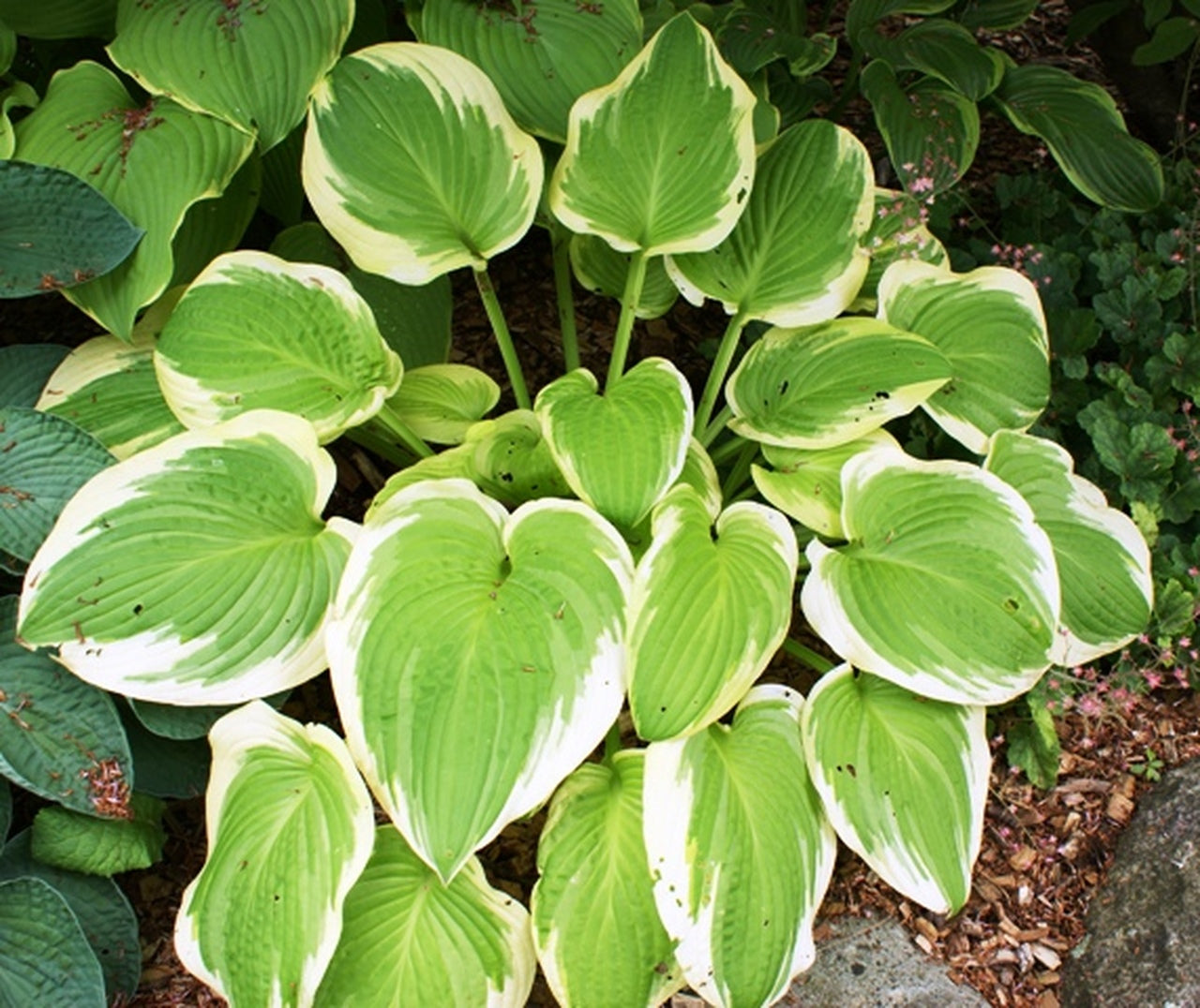 Lakeside April Snow Hosta For Sale St. Clements Ontario Canada
