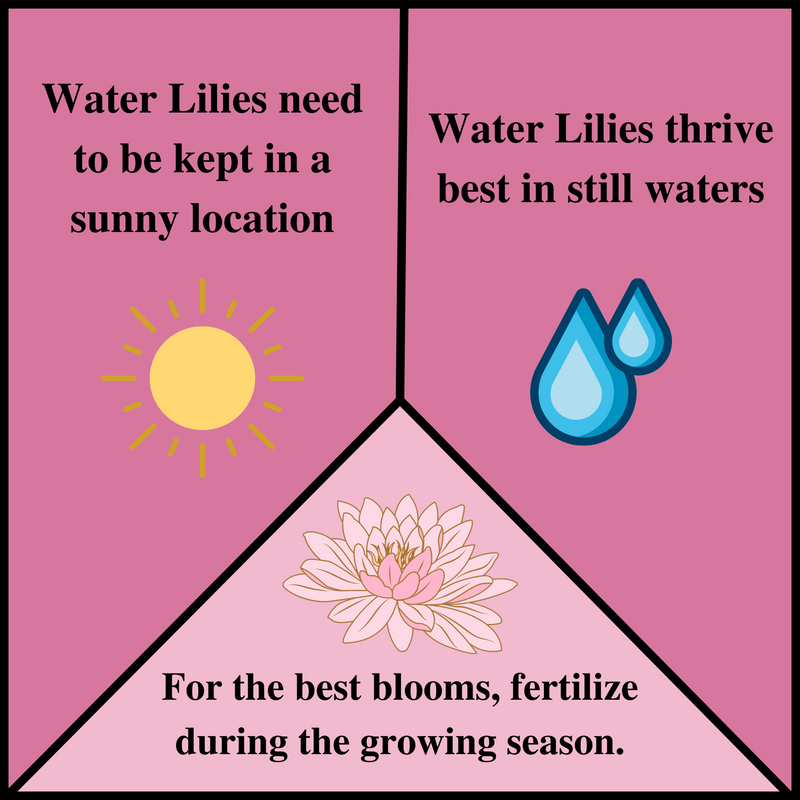 Load image into Gallery viewer, Gladstone | Nymphaea | Water Lily