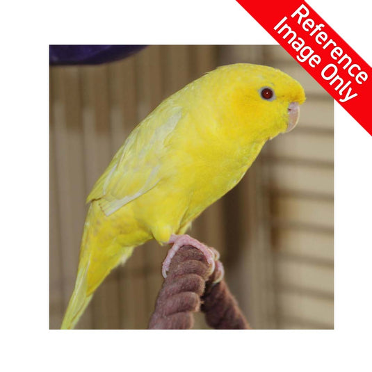 Hand Fed Lineolated Parakeet / Mutation - Bolborhynchus lineola