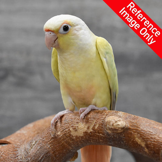 Hand Fed Green Cheeked Conure / Mutation - Pyrrhura molinae