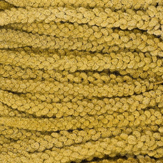 Premium Top #1 Grade Spray Millet 🍁