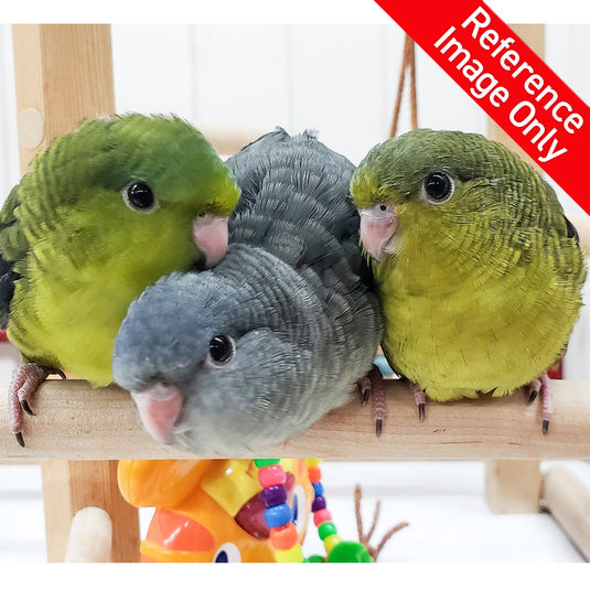 Hand Fed Lineolated Parakeet / Mutation - Bolborhynchus lineola