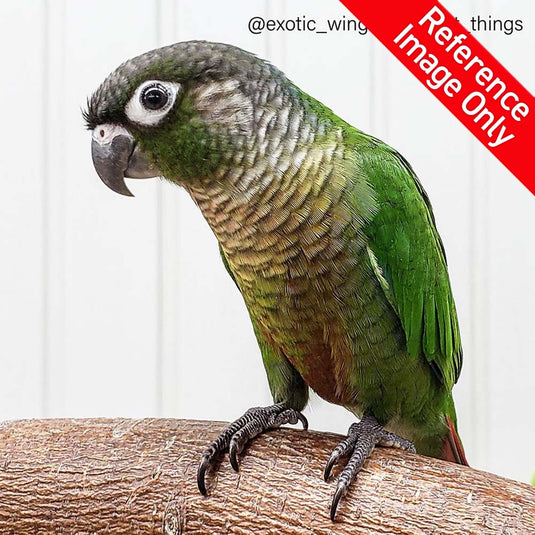 Hand Fed Green Cheeked Conure / Mutation - Pyrrhura molinae