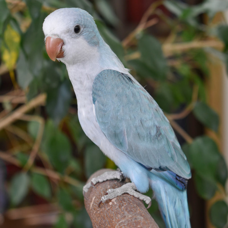Load image into Gallery viewer, Quaker Parakeet - Exotic Wings and Pet Things #Mutation_Blue Opaline
