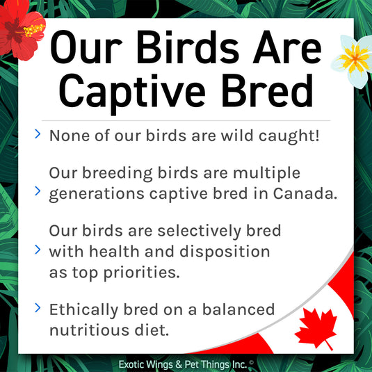 Hand Fed Lineolated Parakeet / Mutation - Bolborhynchus lineola