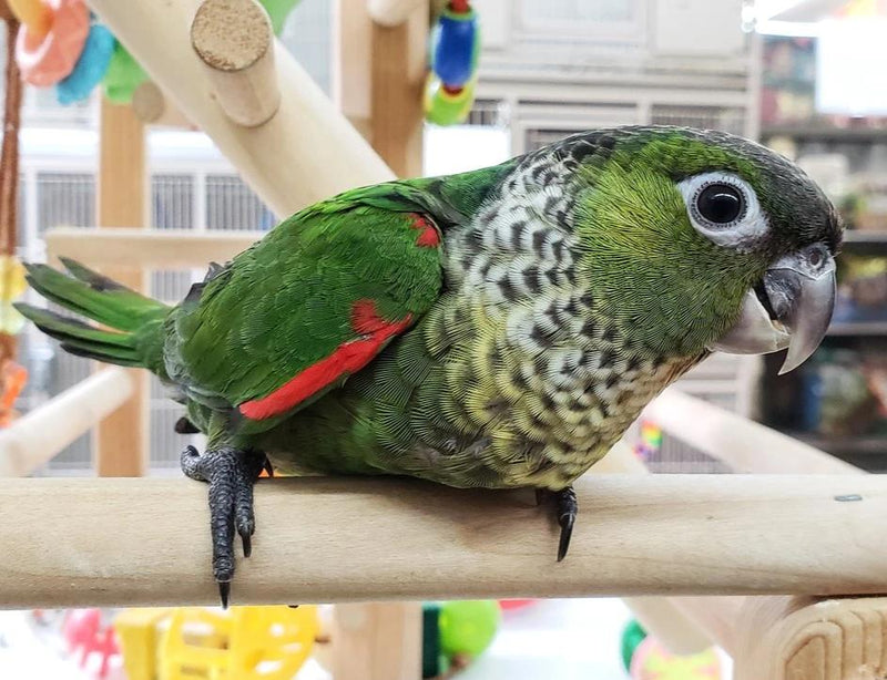 Load image into Gallery viewer, Black Capped Conure - Exotic Wings and Pet Things