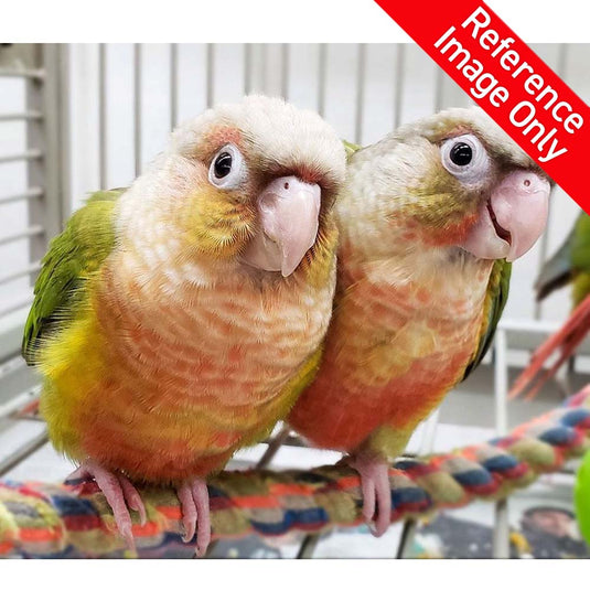 Hand Fed Green Cheeked Conure / Mutation - Pyrrhura molinae