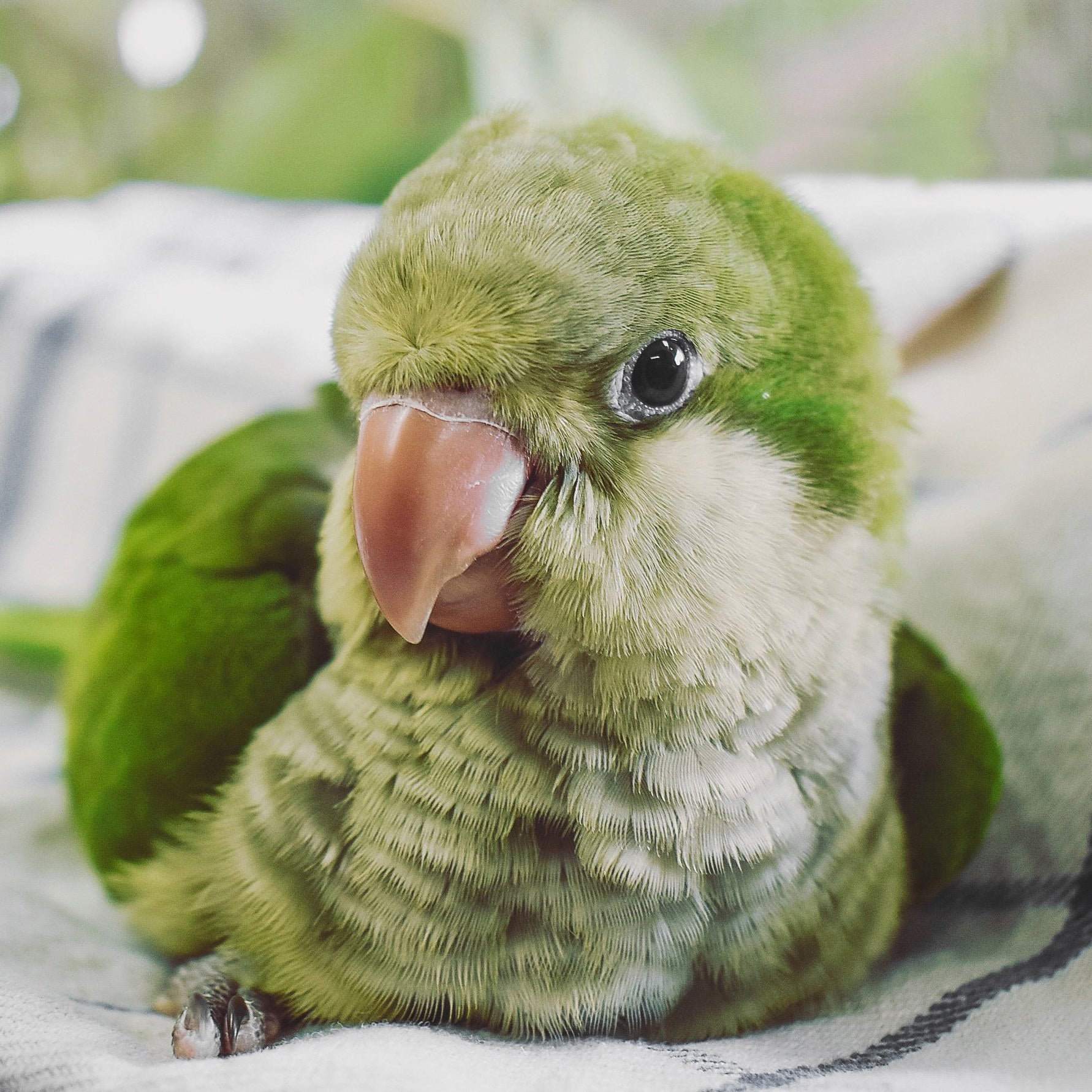 Parrot Parakeet Talking Monk Parakeet Talking Hand Fed Baby Quaker