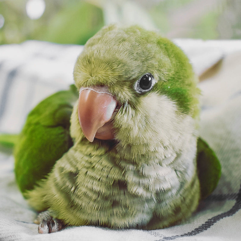 Load image into Gallery viewer, Quaker Parakeet - Exotic Wings and Pet Things #Mutation_Green