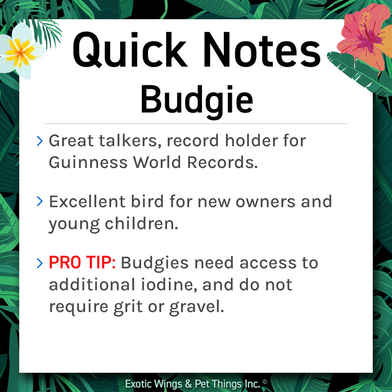 Load image into Gallery viewer, Hand Fed Budgie Parakeet - Melopsittacus undulatus