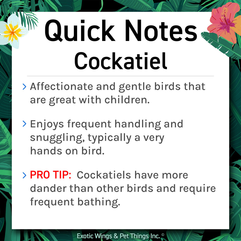 Load image into Gallery viewer, Hand Fed Cockatiel / Mutation - Nymphicus hollandicus