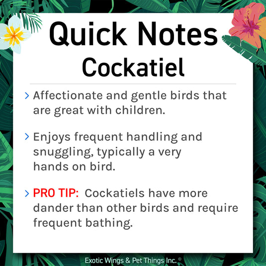 Hand Fed Cockatiel / Mutation - Nymphicus hollandicus