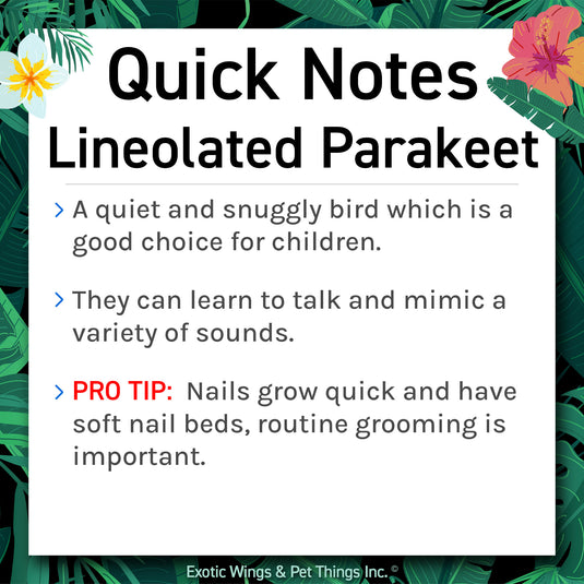 Hand Fed Lineolated Parakeet / Mutation - Bolborhynchus lineola