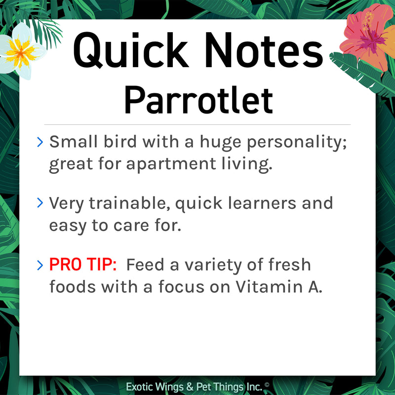Load image into Gallery viewer, Hand Fed Pacific Parrotlet / Mutation - Forpus coelestis