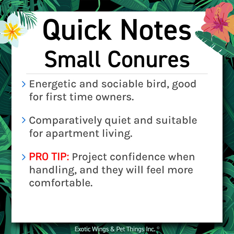 Load image into Gallery viewer, Hand Fed Black Capped Conure - Pyrrhura rupicola