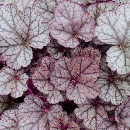 Load image into Gallery viewer, Bressingham Bronze | Coral Bells 1 Gal
