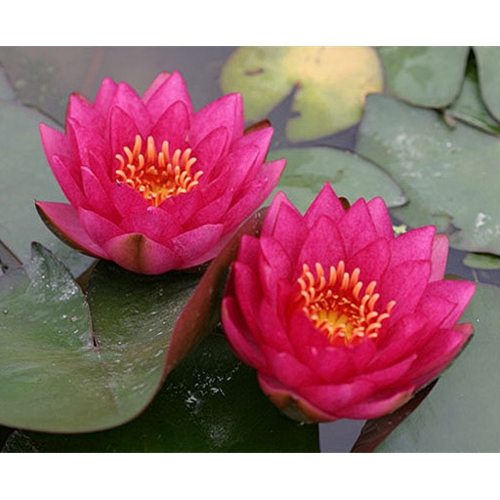 Load image into Gallery viewer, James Brydon | Nymphaea | Water Lily
