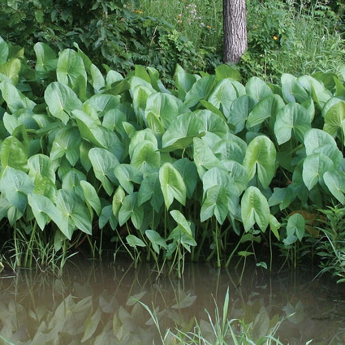 Load image into Gallery viewer, Arrowhead (Duck Potato) | Sagittaria latifolia