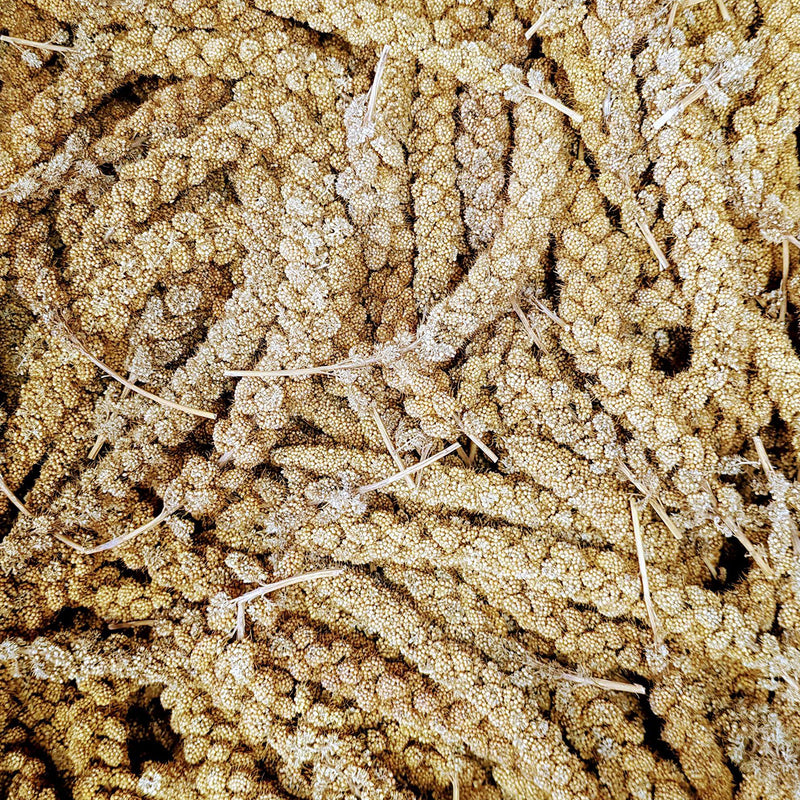 Load image into Gallery viewer, Unsorted Bulk Pack #2 Grade Spray Millet ๐