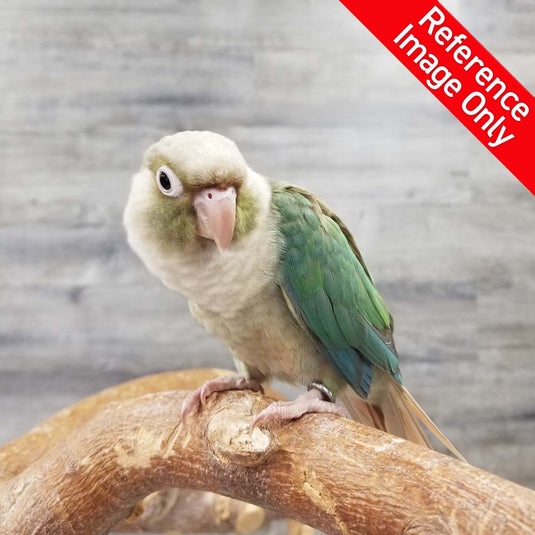 Hand Fed Green Cheeked Conure / Mutation - Pyrrhura molinae