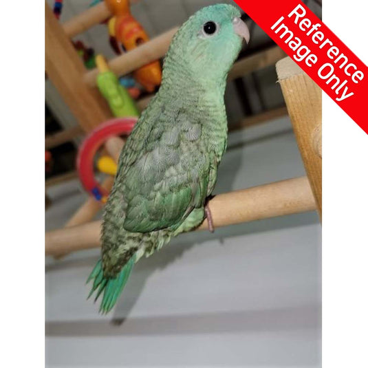 Hand Fed Lineolated Parakeet / Mutation - Bolborhynchus lineola