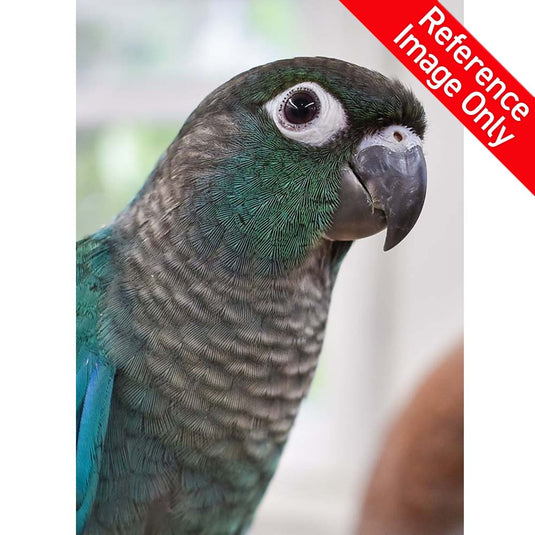 Hand Fed Green Cheeked Conure / Mutation - Pyrrhura molinae