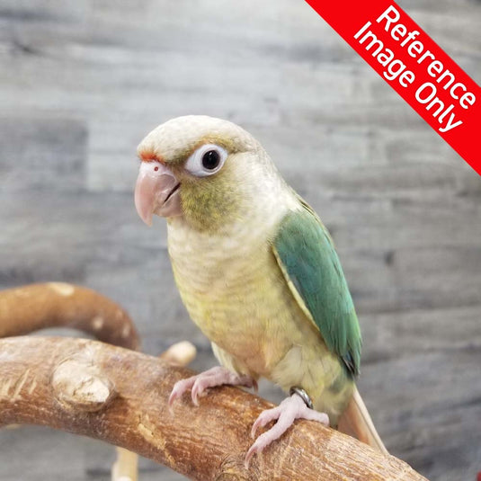 Hand Fed Green Cheeked Conure / Mutation - Pyrrhura molinae