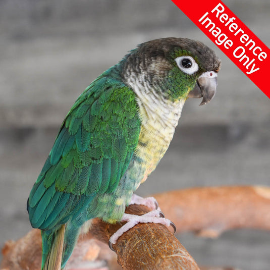 Green Cheek Conure - Exotic Wings and Pet Things