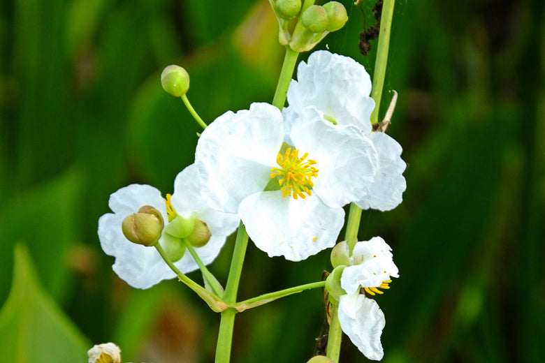 Load image into Gallery viewer, Arrowhead (Duck Potato) | Sagittaria latifolia