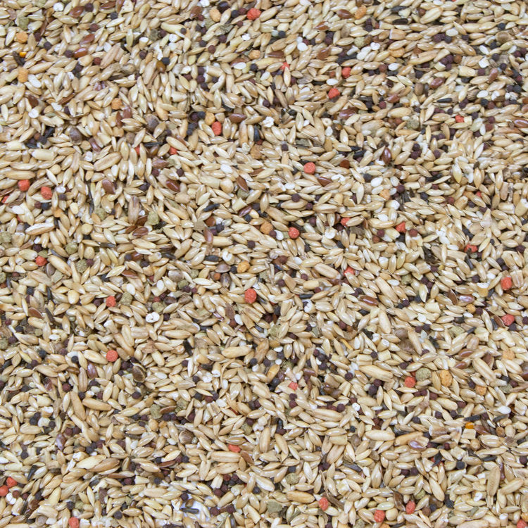 Load image into Gallery viewer, Higgins Vita Seed Canary - Exotic Wings and Pet Things