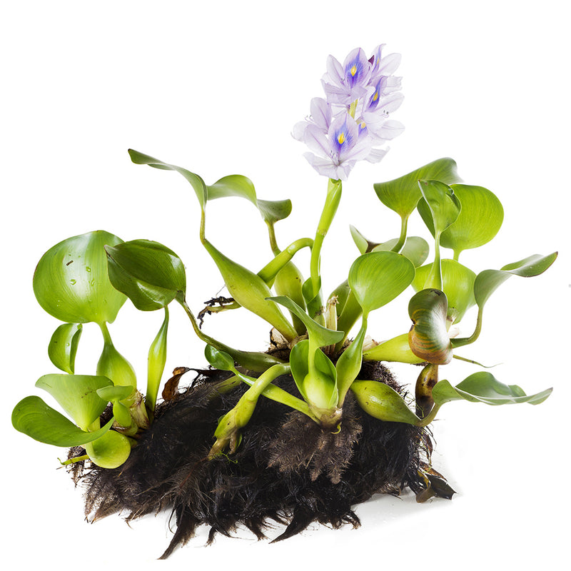 Load image into Gallery viewer, Water Hyacinth - Singles | Eichhornia crassipes