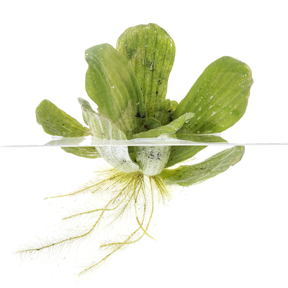 Rosette Water Lettuce Pistia stratiotes