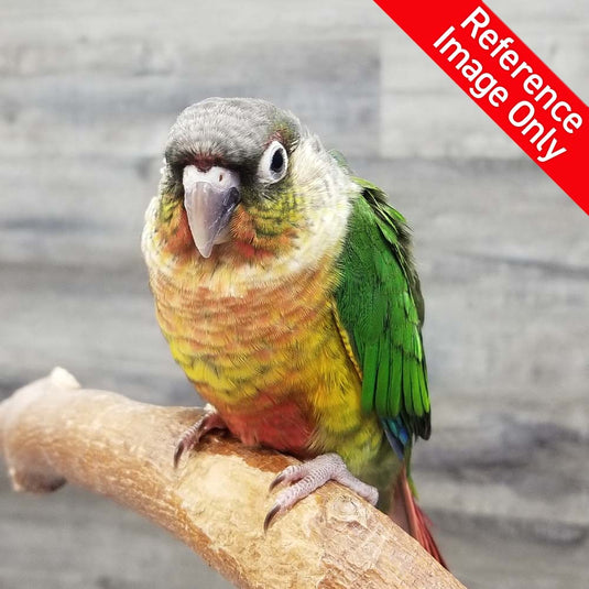 Hand Fed Green Cheeked Conure / Mutation - Pyrrhura molinae