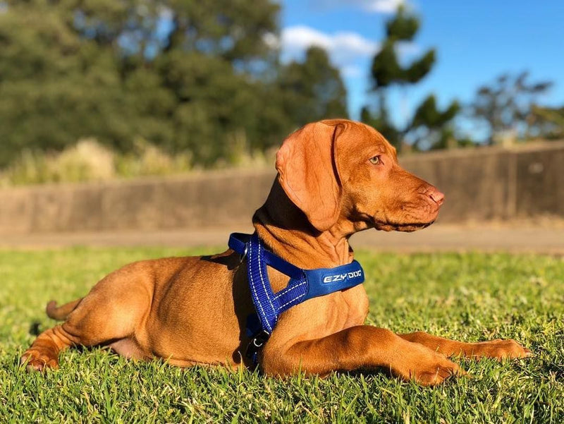 Load image into Gallery viewer, EzyDog Quick Fit Harness - Extra Small (11-18in)