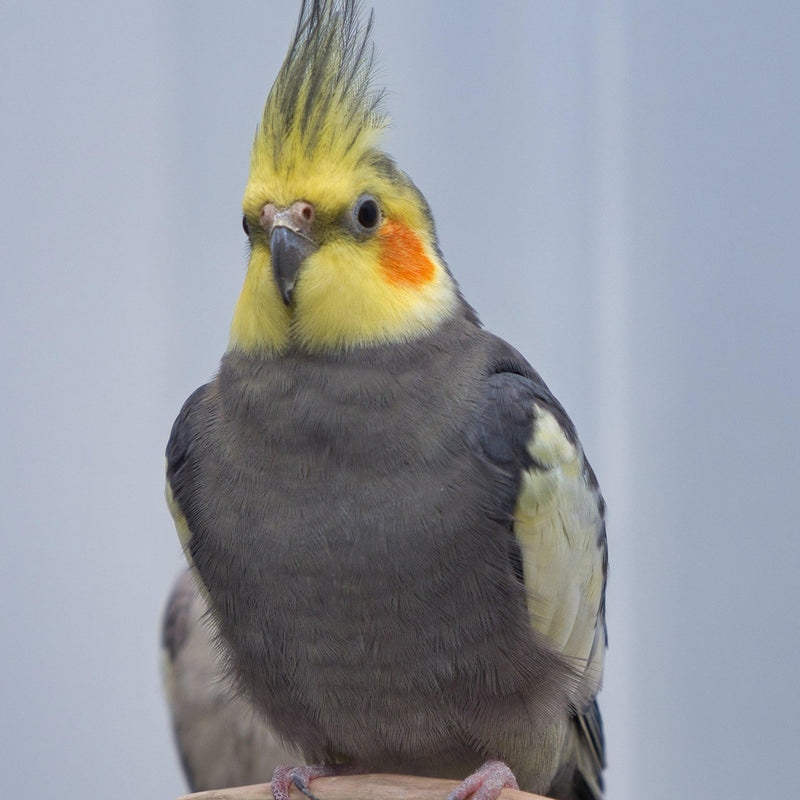 Load image into Gallery viewer, Cockatiel With Striped Sunflower Seed π