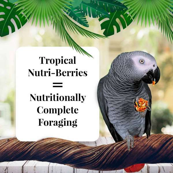 Load image into Gallery viewer, Lafeber's Tropical Fruit Gourmet Nutri-Berries for Parrots - Exotic Wings and Pet Things