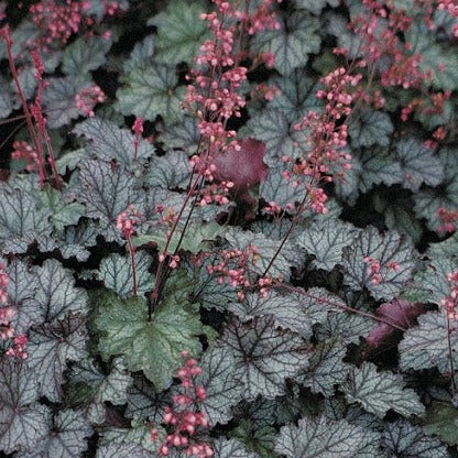 Load image into Gallery viewer, Bressingham Bronze | Coral Bells 1 Gal