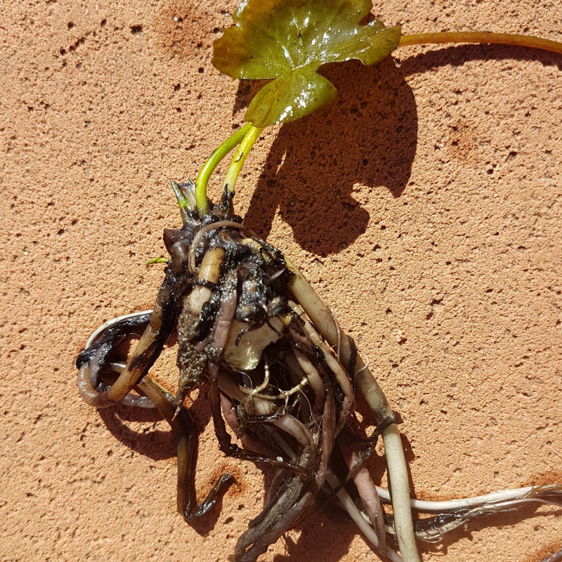 Load image into Gallery viewer, #Option_Bareroot