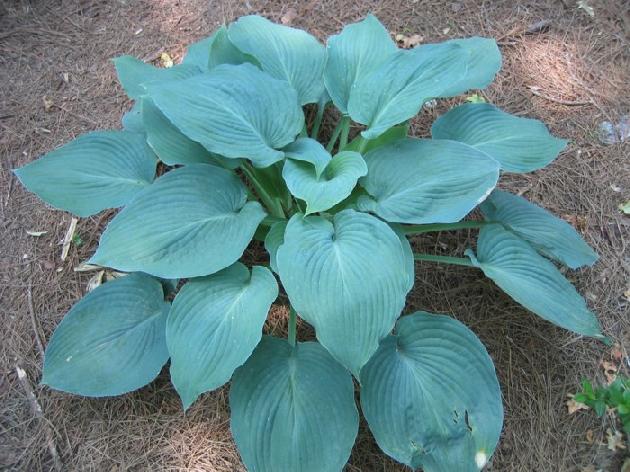 Load image into Gallery viewer, Blue Angel | Specialty Hosta 1 Gal