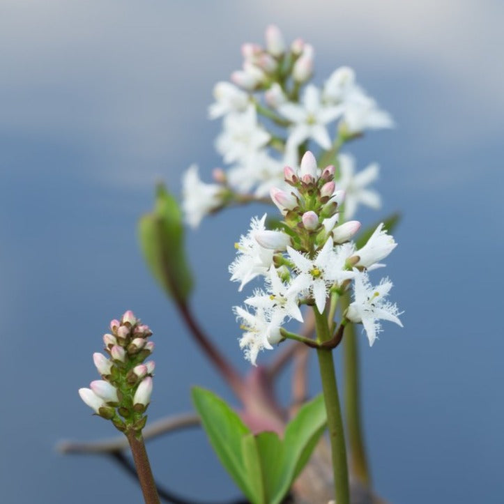 Load image into Gallery viewer, Bogbean |  Menyanthes trifoliata