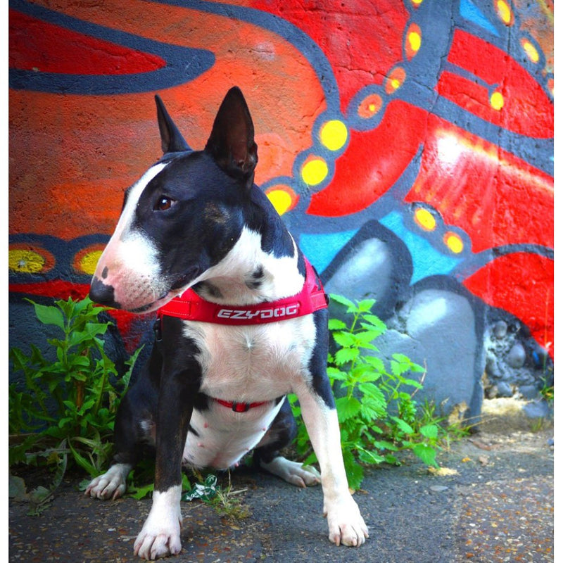 Load image into Gallery viewer, EzyDog Quick Fit Harness - Small (14-21.5in)