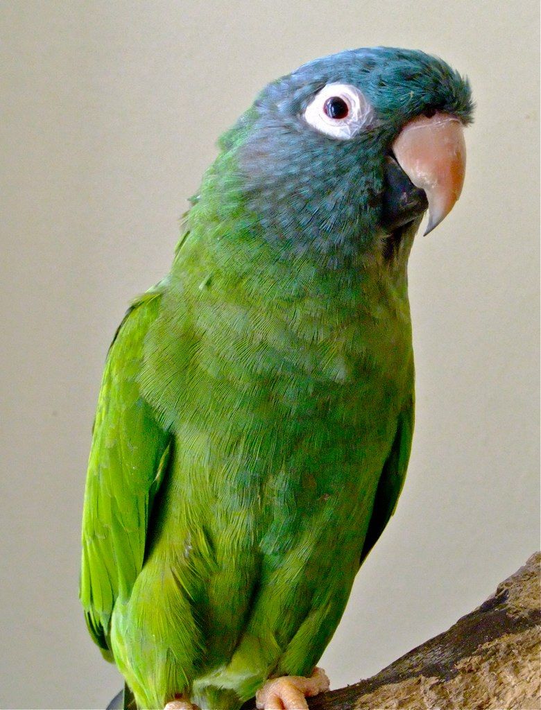 Load image into Gallery viewer, Hand Fed Blue Crowned Conure - Thectocercus acuticaudatus