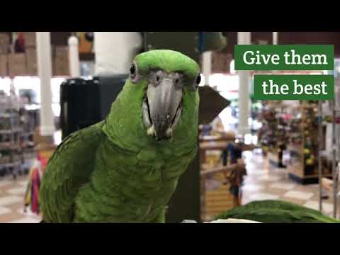 Load and play video in Gallery viewer, TOP's All In One Seed Mix | USDA Organic Certified - Parrot / African Grey / Conure