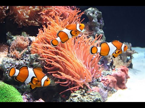 Load and play video in Gallery viewer, Bug Bites Medium-Large Goldfish Sticks - 100g (3.5 oz)