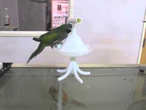 Load and play video in Gallery viewer, Featherland Paradise Percher Training Stand For Parrots and Parakeets