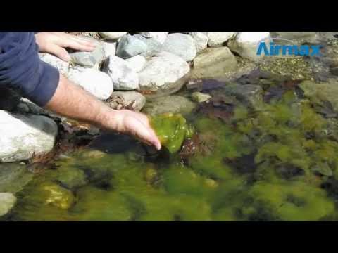 Load and play video in Gallery viewer, Crystal Clear D-Solv Oxy Pond Cleaner