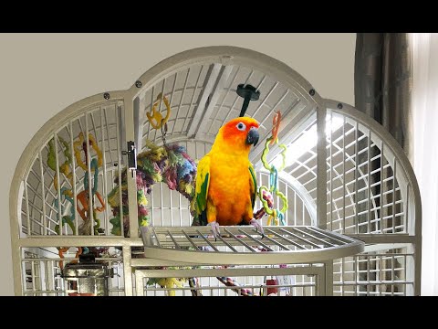 Load and play video in Gallery viewer, EZ PetLight with ChewGuard Full Spectrum LED For Hook Billed Birds - 18" / 24"