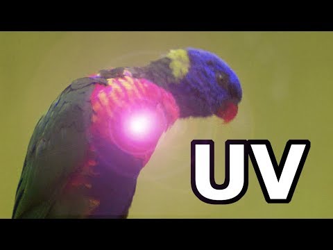 Load and play video in Gallery viewer, HARI Compact Fluorescent Avian Light UVA/UVB - 26 W Good for All Birds - 85000